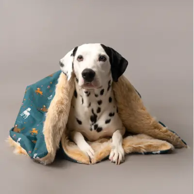Dalmatian in luxury dog blanket