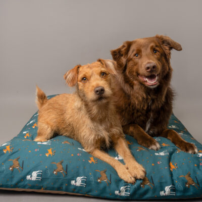 Red Patterdale Dog and Brown Collie X laid upon a Teal coloured, Deep Fill, Orthopedic Memory foam Dog Bed.